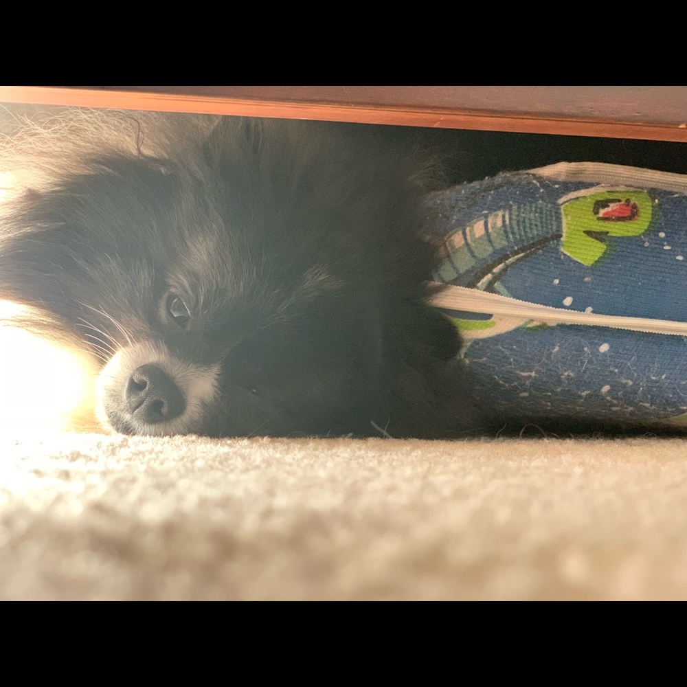 Meet your Posher, Sean